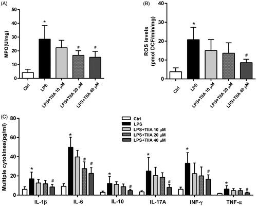 Figure 6. Tanshinone IIA suppressed neutrophil activation in vitro. (A) Isolated murine neutrophils showed a significant increase in MPO activity when treated with LPS, whereas coincubation with tanshinone IIA markedly inhibited MPO activities. (B) LPS-stimulated neutrophils produced high levels of ROS, whereas coincubation with tanshinone IIA markedly decreased ROS levels. (C) LPS-stimulated neutrophils produced high levels of cytokines (IL-1β, IL-6, IL-10, IL-17A, IFN-γ and TNF-α, all *p < 0.05 vs. the control cells), whereas coincubation with tanshinone IIA markedly decreased the levels of various cytokines in a dose-dependent manner (#p < 0.05 vs. LPS-treated cells). Experiments were repeated at least three times. Error bars represent the mean ± SD.