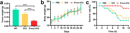 Figure 5. Antitumor efficacy of ICG and R-exo-ICGs. The changes (a) tumor tissue weight, (b) body weight, and (c) survival rates of the three groups of tumor-bearing mice during the 12-d treatment. Data were expressed as means ± SD, n = 8. Statistical analysis was performed using a one-way ANOVA test, with ***p < 0.001, **p < 0.01, and *p < 0.05.