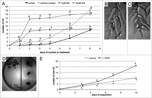 Figure 1 Comparison of LR stimulation in Arabidopsis thaliana in contact with Laccaria bicolor and during exogenous IAA treatment. (A) LR development on 5 DAG Arabidopsis seedlings covered by a cellophane membrane with or without fungal mycelium or in the presence of 1 or 10 µM IAA. IAA rapidly stimulated LR development but led after two days to a plateau whereas LR stimulation by Laccaria is slower but persists over the first ten days. (B) LR development after 8 days of 10 µM IAA treatment. (C) LR development after 8 days indirect contact in the presence of 10 µM IAA. Note the high number of second degree LRs in (C) (arrows) that are absent in (B). LR stimulation in Arabidopsis by volatile molecules released by Laccaria mycelia. (D) Two-compartmented plate with Arabidopsis seedlings (left) and Laccaria (right). (E) LR development in the presence of volatiles released by Laccaria. Compared to controls, LR development was stimulated from three days of co-culturing with mycelium. Per treatment 15 to 25 (A–C) and 50 seedlings (E) were analyzed respectively. Different letters indicate significant difference between the respective conditions at each time-point (A and E) (Student's t-test, p < 0.05).