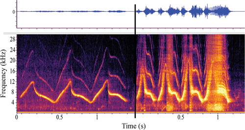 Figure 5. An example of dolphin 9’s signature whistle, depicted as a waveform (top panel with relative energy over time) and spectrogram on the bottom panel (time (s) on the x-axis and frequency in kilohertz (kHz) on the y-axis), with NLP (right) and without NLP (left). These two whistles came from the same recording within 9 minutes of each other.