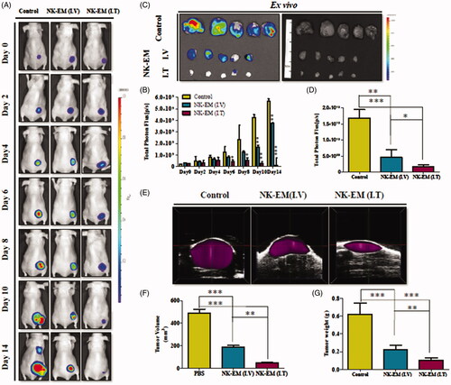 Figure 6. Immunotherapy with NK-EM in vivo. (A) BLI measurements of the D54/F activity in mice were performed in the control and treatment groups. In the treatment group, 100 µg or 30 µg of NK-EM was injected intravenously and intratumorally, respectively, three times every 72 h. (B) Quantitative BLI of D54/F activity. (C) BLI of the ex vivo tumour activity. (D) Quantitative BLI of ex vivo D54/F activity. (E) Ultrasound images were obtained in the B mode, and three-dimensional images were constructed. (F) Tumour volumes and tumour weight (G) were measured. Experiments were performed at least in triplicate and mean ± SD values are plotted; **p < .01 and ***p < .001.