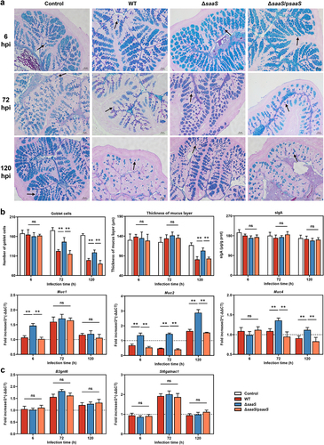 Figure 2. Effects of SaaS on the colonic mucus barrier. (a) Representative AB/PAS-stained colonic tissue sections of WT, ΔsaaS and ΔsaaS/psaaS-infected mice (Scale bars, 50 μm); (b) The number of goblet cells (marked with a black arrow), the thickness of mucus layer, sIgA levels and the expressions of Muc1/2/4 mRNA; (c) Expressions of mucin biosynthesis genes including B3gnt6 and St6galnac1. For mRNA expression, the control was set to 1 and indicated by dashed line. Data are represented as means±SD; n = 7–10. Statistical significance was assessed using Student’s t-test. *P < 0.05, **P < 0.01.