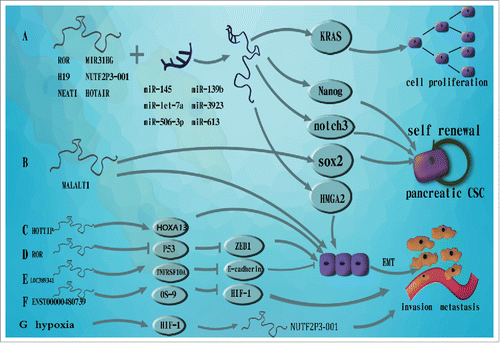 Figure 1. The molecular mechanism of lncRNAs in the progression of pancreatic cancer. A. lncRNAs bind to specific microRNAs to activate the expression of targeted genes which involve in carcinoma progression, B. MALAT-1 promotes stem cell-like phenotypes of pancreatic cancer through upregulating self-renewal factor Sox2 and induces EMT. C. HOTTIP contributes to EMT through upregulating HOXA13 in pancreatic cancer cells, D. ROR induces EMT through inhibiting p53 and ZEB1 expression, E. LOC389641 triggers EMT through suppressing E-cadherin expression, F. ENST00000480739 downregulates HIF-1 by upregulating OS-9 resulted in facilitating pancreatic cancer invasion and metastasis, G. HIF-1α transcriptionally upregulates lncRNA-NUTF2P3–001 under hypoxia which promotes invasive ability of pancreatic cancer.