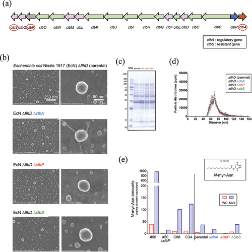 Figure 1. Characterization of membrane vesicles of different clb mutant strains.