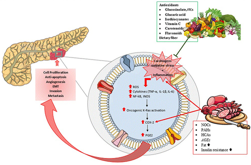 Figure 1 Carcinogens, oxidative stress and inflammation can trigger inflammatory pathways that promote cell proliferation, anti-apoptosis, angiogenesis, epithelial-to-mesenchymal transition (EMT), invasion and metastasis. The presence of antioxidant nutrients (carotenoids and vitamin C), dietary fiber, and other phytochemicals (eg, flavonoids) provide a potential explanation for the protective effect of fruits and vegetables on PC by preventing the carcinogens, oxidative stress, and inflammation which initiate cancer pathogenesis. Cruciferous vegetables specifically have other potent antioxidants such as glucosinolate, indole-3-carbinol (ITCs), glucaric acid, and isothiocyanates. On the other hand, mechanisms that link red or processed meat to pancreatic carcinogenesis, include by-products of cooking methods such as polycyclic aromatic hydrocarbons (PAHs), heterocyclic amines (HCAs), N-nitroso compounds (NOCs), advanced glycation end-products (AGEs), increased fat intake, and insulin resistance.