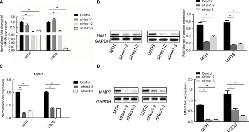 Figure 5 (A, B) Changes in the Hes1 mRNA and protein expressions after siRNA in osteosarcoma cells. (C, D) Hes1 knockdown reduced MMP7 expression.Note: *P<0.05; **P<0.01.Abbreviation: MMP7, matrix metalloproteinase 7.