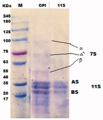 Figure 2. SDS-PAGE of protein isolate (PI) and 11S pea globulin (11SGP). (M: Tris glycine Marker; AS: acidic subunit; BS: basic subunit).