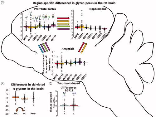 Figure 4. N-glycan quantity differences between the three brain areas. (A) Seven BGPs were different between the three studied brain regions. The color of the arrow represents which BGP differed, while the direction points to the brain region having a greater abundance of that peak. BGPs are in consecutive order: BGP9; BGP11; BGP13; BGP20; BGP22; BGP26; BGP29. Individual data are expressed as change compared to the average of all brain areas. (B) In all brain region, BGP11 showed an increase in the vulnerable group compared to the control. (C) Sialylated N-glycans were more abundant in the PFC compared to the hippocampus. Individual data are expressed as change compared to the average of all brain areas. The arrow indicates significant difference between PFC and HC. Individual data are expressed as change compared to the average of all the control brain samples at the three brain regions. All analysis was done with GLM and Bonferroni correction. Data are expressed as average ± SEM. Empty squares represent individual values. Note the different scales on the y-axes of the figures. BGP: glycan peak in the brain; PFC: prefrontal cortex; HC: hippocampus; Amy: amygdala. **p < 0.01 versus control.