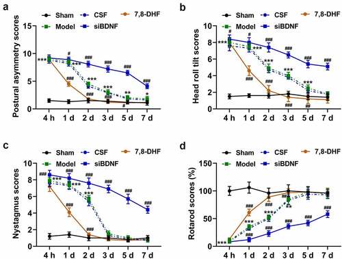 Figure 3. The BDNF/TrkB signaling pathway was required for behavioral recovery after unilateral labyrinthectomy. Thirty SD rats were divided into five groups: rats in the Model group underwent unilateral labyrinthectomy (n = 6); rats in the Sham group underwent a sham operation (n = 6); rats in the artificial cerebrospinal fluid (CSF) group underwent unilateral labyrinthectomy and were infused with CSF (n = 6); rats in the siBDNF group underwent unilateral labyrinthectomy and were infused with siBDNF (n = 6); and rats in the 7,8-DHF group underwent unilateral labyrinthectomy and were infused with 7,8-DHF, a TrkB agonist (n = 6). (a) Postural asymmetry scores of rats at 4 h and on day(s) 1, 2, 3, 5, 7 in the Sham, Model, CSF, siBDNF and 7, 8-DHF groups. (b) Head roll tilt scores of rats at 4 h and on day(s) 1, 2, 3, 5, 7 in the Sham, Model, CSF, siBDNF and 7, 8-DHF groups. (c) Nystagmus scores of rats at 4 h and on day(s) 1, 2, 3, 5, 7 d in the Sham, Model, CSF, siBDNF and 7, 8-DHF groups. (d) Rotarod scores of rats at 4 h and on day(s) 1, 2, 3, 5, 7 in the Sham, Model, CSF, siBDNF and 7, 8-DHF groups. * p < 0.05 or ** p < 0.01 or *** p < 0.001 vs. Sham; # p < 0.05 or ## p < 0.01 or ### p < 0.001 vs. CSF. CSF, cerebrospinal fluid; 7,8-DHF, a TrkB Agonist. The data were shown as mean ± standard deviation (S.D.)