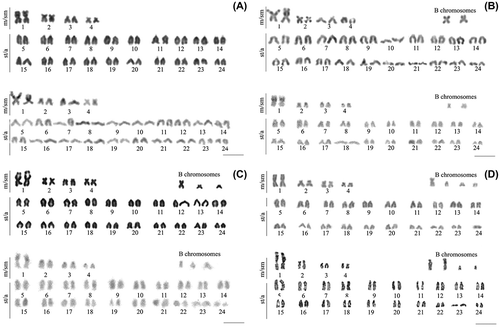 Figure 2. Karyotypes of Crenicichla lepidota from Quadros Lagoon, southern Brazil. (A) 2n = 48. (B) 2n = 48 + 2B. (C) 2n = 48 + 3B, (D) 2n = 48 + 4B. Giemsa stain and C-Band are shown for each karyotype, respectively. Bar represents 5 μm.