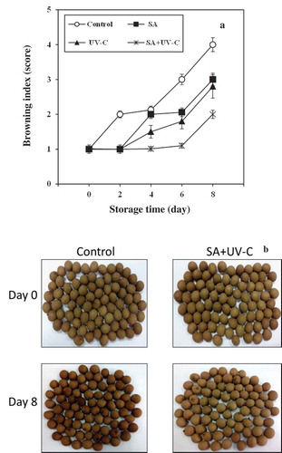 Figure 2. Peel browning index (a) and visual appearance (b) of longan fruit treated with 2.0 mM SA, 4.4 kJ·m−2 UV-C, incorporated with SA + UV-C and untreated fruit (control) during storage at 4°C for 8 days. Vertical bar of each treatment represents the standard deviation of the means.