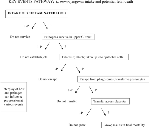 Figure 1 Key biological events occurring between intake of pathogen and the specific effect of concern (fetal listeriosis). At each event, both host and pathogen factors can be examined with regard to: i) how they may influence probability of progression toward the effect of concern (i.e., how they affect the number of organisms exiting a given event, given the number of organisms entering the event), and ii) how they influence inter- and intra- host response variability.