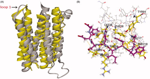 Figure 5. (A) Superposition of our homology model of adiponectin receptor 1 (yellow) and the crystal structure of adiponectin receptor 1 (PDB id: 3WXV; grey; 135–355 region). The RMSD between Cα atoms was 6.64 Å. (B) The binding mode of Pep70 docked to the 3WXV. 3WXV is shown as a line representation. Pep70 (purple) and the residues involved in the interaction (yellow) are displayed as a stick representation. Hydrogen bonds are depicted by the green dotted lines. Pi–pi interactions are depicted by the orange solid lines.