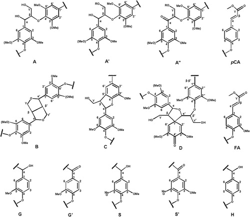 Figure 4. Main substructures presented in the isolated bamboo lignin fraction isolated from bamboo D. sinicus: (A) β-O-4′ linkages; (A′) γ-acetylated β-O-4′ substructures; (A″) γ-p-coumaroylated β-O-4′ linkages; (B) phenylcoumarane structures formed by β-5′/α-O-4′ linkages; (C) resinol structures formed by β-β′/α-O-γ′/γ-O-α′ linkages; (D) spirodienone structures formed by β-1′ linkages; (G) guaiacyl unit; (G′) oxidized guaiacyl units with a Cα ketone; (S) syringyl unit; (S′) oxidized syringyl unit linked a carbonyl group at Cα (phenolic); (FA) ferulate ester structures; (pCA) p-coumarate ester structures; (H) p-hydroxy phenylpropane unit.