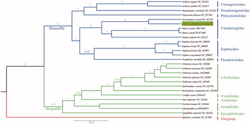 Figure 1. Bayesian phylogenetic tree of all available Odonata mitochondrial genomes together with Atrocalopteryx melli. The phylogeny was reconstructed based on 13 mitochondrial PCGs via MrBayes.3.2 with ngen set to 5 million and Ephemera orientalis as outgroup.