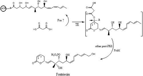 Figure 3. Proposed post-PKS modification in a fostriecin polyketide biosynthetic pathway. ACP, acyl carrier protein; TE, thioesterase domain; “a”, FosM might play a role here.