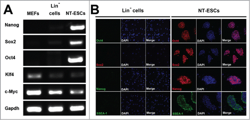 Figure 4. Pluripotency of NT-ESCs in vitro. (A) RT-PCR analysis showed NT-ESCs expressed Nanog, Sox2, Oct4, Klf4 and c-Myc. The naïve Lin− cells without NT or the MEFs did not express Nanog, Sox2, and Oct4, but the 2 cells express Klf4 and c-Myc. (B) Immunostaining displayed that NT-ESCs also expressed Oct4, Sox2, Nanog and SSEA-1 proteins. In sharp contrast, the naïve Lin− cells without NT did not express these 4 markers.