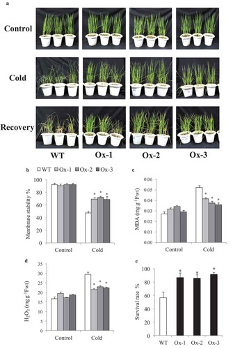 Figure 2. Cold stress tolerance of AtICE1 overexpressing transgenic rice (T2) lines. (a) Photograph of rice seedling before cold stress (control), at the end of cold stress 6°C for 48 h and one week after recovery. (b–d) Graph shows Membrane stability, MDA, and H2O2 content under cold stress. (e) Survival rate of seedlings at the end of recovery period. Graph shown the mean value from three biological replicates (n = 3). Error bar indicates ±SE. *means P < .05