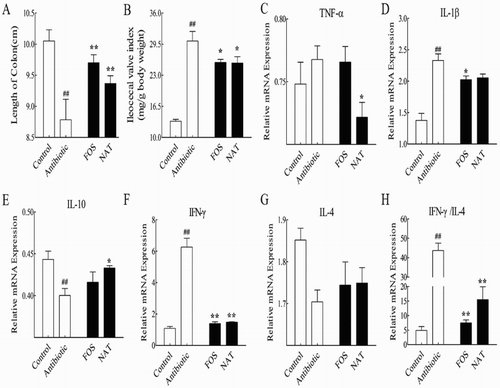 Figure 2. NAT significantly decreased the intestinal inflammation induced by overuse of antibiotics. (A) The length of the colon and (B) the ileocecal valve index. The effects of NAT on the mRNA expression of (C) TNF-α, (D) IL-1β and (E) IL-10, (F) IFN-γ, (G) IL-4 concentration and (H) the ratio of IFN-γ to IL-4 in the intestinal tissue. Data are presented as mean ± SEM. #P < .01, #P < .05 indicates significant difference from the control group; *P < .05, **P < .01 indicates significant difference from the AB group. β-Actin is the loading control.