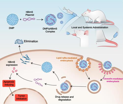 Scheme 1 An overview of the process of DMP/phBimS formulation and entry into cells to evoke tumor inhibition effects.