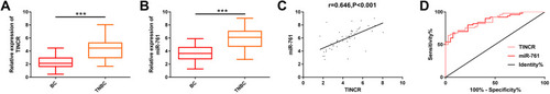 Figure 1 Expression of TINCR and miR-761 in serum of early TNBC patients and early BC patients. (A) The results of RT-PCR showed that the expression of TINCR in the serum of early TNBC patients was significantly higher than that of early BC patients. (B) The results of RT-PCR showed that the expression of miR-761 in the serum of early TNBC patients was significantly higher than that of early BC patients. (C) Pearson correlation coefficient analysis showed that there was a significant positive correlation between TINCR and miR-761 in serum of early TNBC patients (r=0.646, P<0.001). (D) ROC curve analyzed the value of serum TINCR and miR-761 in differentiating early TNBC patients from early BC patients.