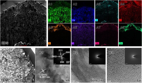 Figure 3. Chemical composition of Hirudo teeth. Elemental analysis of Hirudo teeth using EDS and TEM (A–B). Elemental analysis by EDS shows the presence of Calcium, Oxygen, Carbon, Phosphorus, Zinc, Osmium, Fluoride, and Sulfur (A, A1–A8). TEM analysis of different regions of the Hirudo tooth (B) shows hydroxyapatite structures (B1), bone-like structures (B2), and epidermal surface (B3). HA, hydroxyapatite; Epi, epidermal tissue. White boxes indicate the regions in the Hirudo tooth for ultrastructural analysis (B). Scale bars: 0.5 µm (A), 5 nm (B1–B3).