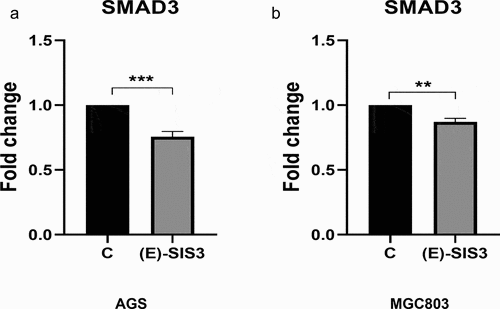 Figure 12. (e)-SIS3 inhibits proliferation and induces apoptosis of gastric cancer cells through influencing SMAD3 gene expression