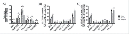 Figure 5. Changes in adipocyte surface phenotype and mitochondrial membrane potential during pregnancy. A. Comparing the mass of BAT, WAT:ING, WAT:GON, WAT:PR, WAT:MES and WAT:EC adipose tissue relative to bodyweight in male (n = 6), virgin (n = 6) and pregnant (n = 6) female mice. B. Expression of CD36 as a proportion of tissue mass in mature adipocytes. BAT, WAT:ING, WAT:GON, WAT:PR, WAT:MES and WAT:EC from male (n = 6), virgin (n = 6) and pregnant (n = 6) female mice were compared. C. Comparing uptake of MitoTracker® Deep Red as a proportion of tissue mass in mature adipocytes. BAT, WAT:ING, WAT:GON, WAT:PR, WAT:MES and WAT:EC from male (n = 6), virgin (n = 6) and pregnant (n = 6) female mice were compared. Data presented as mean ± SEM. Differences between adipose depots were determined by 2-tailed, 2-way ANOVA and pairwise post-hoc comparison by Tukey's multiple comparison test. Groups sharing a numeral are not significantly different from each other.