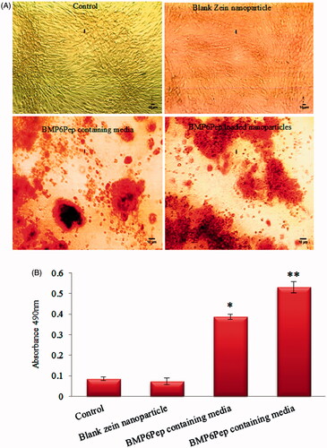 Figure 7. Optical microscope images of different samples after staining with Alizarin Red S on day 21 (A). The amount of Alizarin Red S that stained the mineralized matrix was quantified using the spectrophotometric method (B). Mineralization occurred in all groups, but C2C12 cell behind peptide-loaded nanoparticles has significantly higher calcium deposition. *,**Statistically significant difference (p < .05) and (p < .001) respectively for calcium deposition. Error bars correspond to SD for n = 3.