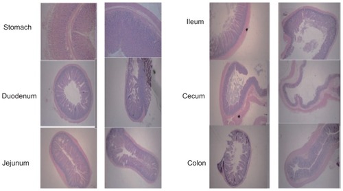 Figure 7 Hematoxylin-eosin staining photos of stomach, duodenum, jejunum, ileum, cecum, and colon following oral administration of SPN-GLP-1 at a dose 1 mg GLP-1/kg to SD rats.Abbreviations: GLP-1, glucagon-like peptide-1; SPN-GLP-1, silica-based pH-sensitive nanomatrix loaded with glucagon-like peptide-1; SD rats, Sprague Dawley rats.