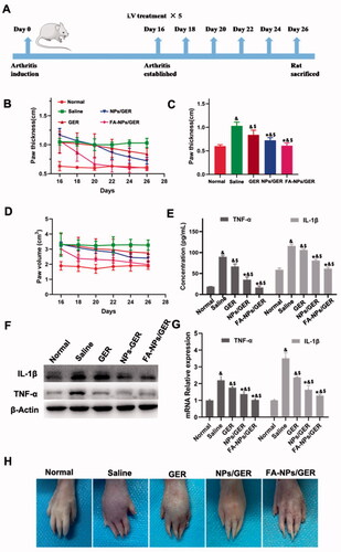 Figure 4. Arthritis induction in rats and assessment of therapeutic effects with the listed treatments. (A) Schematic diagram of arthritis model establishment and intravenous administration. (B) Hind paw thickness variation trend. (C) Hind paw thickness. (D) Hind paw volume. (E) Concentration of TNF-α and IL-1β in serum. (F) GER treatment downregulated the expression of TNF-α and IL-1β (n = 3). (G) The relative expression levels of TNF-α and IL-1β in the hind paw. (H) Photographs of representative hind legs from different treatment groups. &p<.05 vs. normal. $p<.05 vs. saline. *p<.05 vs. GER. The results are presented as the mean ± SD (n = 6).