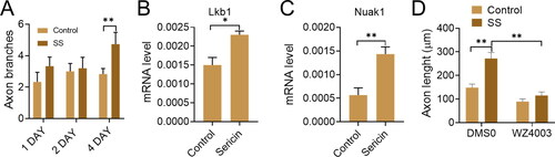 Figure 10. (A) Percentage of axon branches and length of the neurons. (B and C) The mRNA genes levels of Lkb1 and Nuak1 in the primary neurons 48 hrs after the revealed treatments. (D) The axon length of the primary neurons’ treatments with WZ4003 or DMSO.