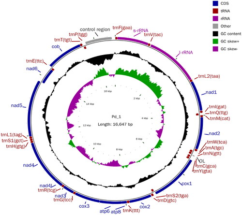 Figure 2. The mitochondrial genome mapping of P. hainanensis.