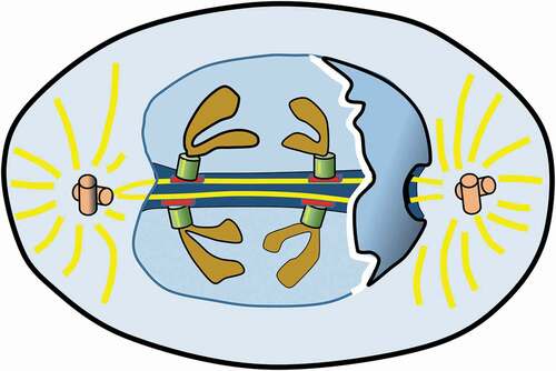 Figure 11. (Colour online) A stylised diagram of the ‘metaphase stage’ of the ‘closed’ mitosis of some diatoms (where the nuclear membrane remains intact as the chromatids are separated). Note the way in which microtubules (shown in yellow) align in a tunnel through the nucleus and the chromosomes are attached to microtubules via the transmembrane protein complexes (shown in green) and motor proteins (shown in red) [Citation33–35]. Figure redrawn from Mitosis-Wikipedia, en wikipedia.org [Citation31]
