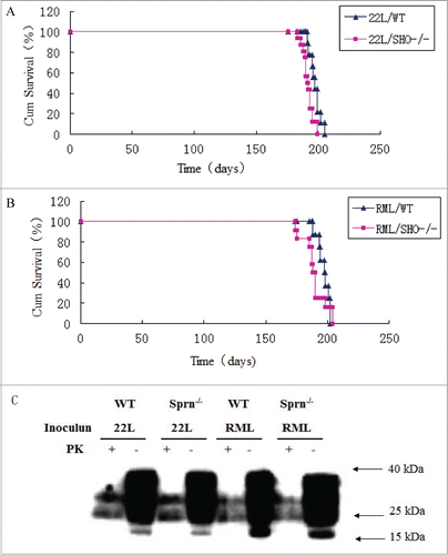 Figure 2. Comparable viability and resistance to prion infection of Sprn−/− and WT mice.(A) Survival curves of Sprn−/− and WT mice inoculated with 22L prions. The mean difference was not statistically significant (P = 0.083). (B) Survival curves of Sprn−/− and WT mice inoculated with RML prions. The mean difference was not statistically significant (P = 0.145). (C) PrP and PK-resistant PrPSc levels after infection with 22L or RML prions were similar in Sprn−/− and WT mice, as determined by protein gel blotting.