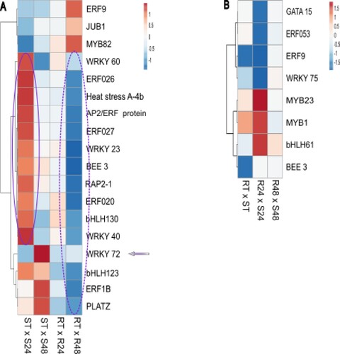 Figure 3 . Differential expression profile of transcription factors (TFs) during Theobroma grandiflorum–Moniliophthora perniciosa interaction. A) Heatmap of variation in TFs expression in intra-genotype analysis. The color scale presents unit variance, with down- and upregulated genes under different conditions indicated in blue and red, respectively. B) Heatmap of variation in TFs expression in inter-genotypes analysis. Genes with higher expression levels in SG are indicated in blue, while those with higher expression levels in RG are indicated in red. R = resistant, S = susceptible, RT and ST = non-inoculated controls, R24 and S24 = 24 HAI, R48 and S48 = 48 HAI.