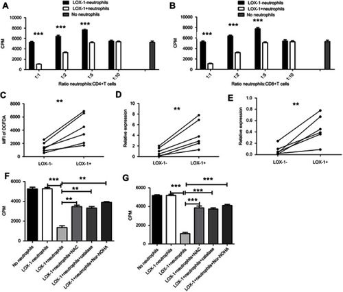 Figure 2 LOX-1+ PMN is a population of PMN-MDSC in GBM patient PB. (A, B) Suppressive function of LOX-1+ and LOX-1− PMN sorted from PB of GBM patients in allogeneic MLR. The data indicate the mean±sem of three independent experiments. CD4+T cell (A) and CD8+ T cell (B) proliferation was determined in triplicates using 3H-thymidine uptake. (C) Production of ROS in LOX-1+ and LOX-1− PMN from six patients with GBM. Production of ROS was detected by staining with DCFDA. (D, E) ARG1 (D) and iNOS (E) expression in LOX-1- and LOX-1+ PMN from six patients with GBM detected by qPCR. (F, G) Effect of 1 μM of N-acetyl L-cysteine (NAC), 1,000 U/mL of catalase and 20 μM nor-NOHA on immune suppressive function of LOX-1+ PMN. The data indicate the mean±sem of three independent experiments. Allogeneic MLR and 1:1 PMN: T cell ratio was used in all experiments. CD4+T cell (F) and CD8+ T cell (G) proliferation were determined in triplicates by 3H-thymidine incorporation. **P<0.01, ***P<0.001.Abbreviations: LOX-1, lectin-type oxidized LDL receptor 1; PMN, polymorphonuclear neutrophil; GBM, glioblastoma multiforme; PB, peripheral blood; CPM, counts per minute.