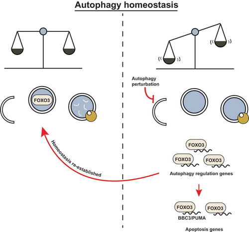 Figure 1. FOXO3 may act as a cell surveillance mechanism to maintain autophagy homeostasis. (left) Basal autophagy flux is upheld and homeostasis is maintained. FOXO3 is targeted for degradation by basal autophagy to confer low apoptosis sensitivity. (right) FOXO3 avoids autophagic turnover upon autophagy inhibition (genetic deletion of essential autophagy genes or pharmacological inhibition). FOXO3 transactivates autophagy-related genes and attempts to compensate for the perturbation in autophagy flux; if this correction is not achieved, FOXO3 leads to BBC3/PUMA transactivation and apoptosis sensitization.