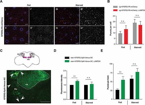 Figure 3. Effect of LAMP2A on selective autophagy in the larval fat body and adult brain. (a) In 3rd-instar larval fat body cells, LAMP2A expression (LAMP2A, bottom panels) did not increase KFERQ-PA-mCherry fluorescent sensor puncta formation 25 h after photoactivation, either under fed (i, ii) or starvation (iii, iv) conditions, compared to controls (top panels). In composite images, mCherry fluorescence is in red and DAPI-stained nuclei are in blue. i’-iv’ monochromatic images show the KFERQ-PA-mCherry single channel. Scale bars: 20 µm. (b) Quantification of puncta number per cell in larvae expressing photoactivated KFERQ-PA-mCherry in fat body with or without (control) LAMP2A under fed or starvation conditions. Starvation-induced sensor puncta formation was not further increased by LAMP2A expression. Similar results were obtained using a different eMI biosensor (KFERQ-Split-Venus) (shown in Figure S3). (c) Localization of reconstituted KFERQ-Split-Venus sensor fluorescent puncta (arrowheads) in a posterior region of the adult brain of elav>KFERQ-Split-Venus-NC flies expressing the eMI sensor in all neurons. The square in the scheme (top inset) shows localization of the magnified brain region that surrounds the calyx of the mushroom body, where fluorescence was prominent and in which puncta were scored. mb, mushroom body; Kc, cell bodies of the mushroom body Kenyon cells; ca, calyx. Representative scans of whole brain and calyx region for the different genotypes and feeding conditions are shown in Figure S4a and b, respectively. (d, e) Reconstitution of KFERQ-Split-Venus eMI sensor was increased in adult brain of fed, but not starved, flies expressing LAMP2A in all neurons (elav>KFERQ-Split-Venus-NC, LAMP2A) (LAMP2A, right panel), as indicated by higher overall fluorescence level (d) and increased density of eMI-positive puncta in the calyx region (e), compared to elav>KFERQ-Split-Venus-NC controls. Quantification from 3 independent experiments.