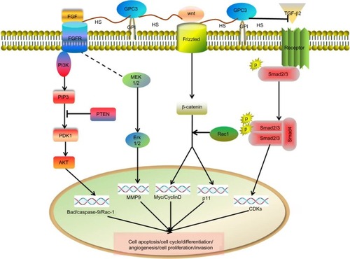 Figure 1 The diagram of possible GPC3-mediated signaling pathway in HCC progression.