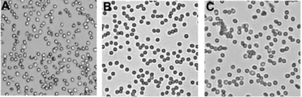 Figure 2 Microscopic evaluation of agglutination of PEGylated RBCs in the presence of anti-D. RBCs are PEGylated by (A) imnothiolane-thiolation mediated PEGylation using Mal-Phe-PEG-5000, (B) DTSSP-based-thiolation mediated PEGylation using Mal-Phe-PEG-5000, and (C) Acylation chemistry mediated PEGylation using SPA-PEG-5000.