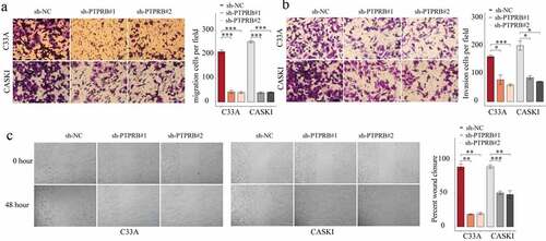 Figure 4. Silencing of PTPRB suppressed CC metastasis. (a, b) Transwell assays evaluated cellular migration and invasion. (c) Cell migration was examined by wound healing assays. The experiment was performed three times with three replications. *p < 0.05, **p < 0.01, ***p < 0.001