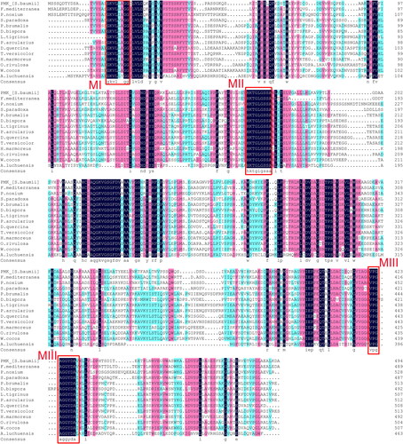 Figure 3. Sequence alignment of the 14 amino acid sequences of PMK from the indicated species. Homology level was highlighted by shading in color: black for 100%, pink for ≥ 75% and blue for ≥ 50% identity. The three conserved functional motifs (MI, MII and MIII) are framed in red.