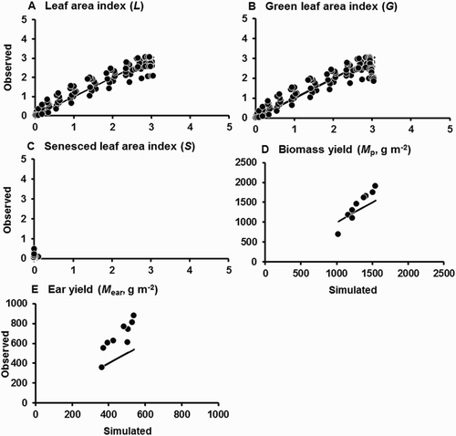 Figure 4. Performance of the first fit of the model against independent data for L, G, S, Mp, and Mear in Dataset 2 (the sowing date experiment of Rogers et al. Citation2000). Note that the observed and simulated leaf area values refer only to leaves on the main stem. Solid lines are those for perfect agreement.