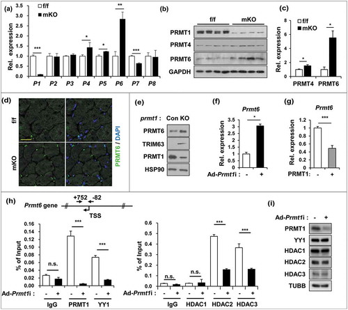 Figure 4. PRMT1 suppresses PRMT6 in skeletal muscle and myoblasts. (a) qRT-PCR analysis of PRMTs levels from 2-months-old control and prmt1 mKO TA muscles. (n = 4) (b) Immunoblot analysis for PRMT1 and PRMT6 protein expression in control and prmt1 mKO TA muscles. (c) Quantification of relative protein levels of PRMT4 and PRMT6. The intensities were normalized to GAPDH (n = 4). Data represent means ± SD. *P < 0.05, **P < 0.01, ***P < 0.001. (d) Immunostaining for PRMT6 (green) and DAPI (blue) from 6-months-old TA muscles. Scale bar: 20 μm. (e) Immunoblot analysis of PRMT1, PRMT6 and TRIM63 expression in control and prmt1 knockout C2C12 cells at D3. (f) qRT-PCR analysis of Prmt6 levels in C2C12/ad-control or C2C12/ad-Prmt1i cells at D3. Data represent means ± SD. *P < 0.05, **P < 0.01, ***P < 0.001. (g) qRT-PCR analysis of Prmt6 levels in C2C12/pcDNA-HA or C2C12/PRMT1-HA cells at D3. Data represent means ± SD. *P < 0.05, **P < 0.01, ***P < 0.001. (h) Chromatin-immunoprecipitation (ChIP) assay of Prmt6 promoter region from +752 to −82 in C2C12/ad-control and C2C12/ad-Prmt1i cells at D3. Values are means of triplicate determinants ± SD. *P< 0.05, **<0.01, ***<0.001. (i) Immunoblot analysis for indicated markers in C2C12/ad-control and C2C12/ad-Prmt1i cells at D3.