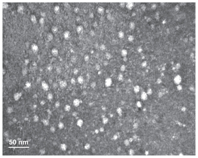 Figure 3 Transmission electron micrograph of poly(l-γ-glutamylglutamine)-paclitaxel nanoconjugates.