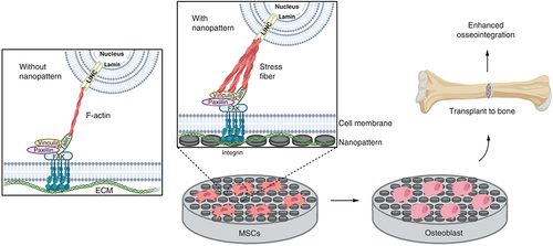 Figure 2. A simple diagram of the mechanism of nanopatterns mechanotransduction pathway on scaffolds and their application in transplantation.Created using Biorender.ECM: Extracellular matrix; MSCs: Mesenchymal stem cells.