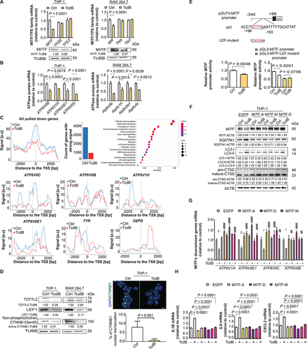 Figure 3. TcdB-mediated pro-inflammatory response through the CTNNB1/β-catenin-LEF-MITF-lysosome proton pump pathway in macrophages. (A) Effects of TcdB (10 ng/ml; 6 h) on mRNA levels of three MITF/TFE family transcriptional factors (MITF, TFEB, TFE3) are shown. The downregulation of MITF by TcdB at protein level was confirmed. (B) TcdB (10 ng/ml; 6 h) reduced mRNA levels of the lysosomal proton pump subunits (ATP6V0C, ATP6V1H, ATP6V0B, ATP6V0E1). (C) ChIP-sequencing analysis showed that TcdB diminished the occupancy of MITF at regions (−2000 bp to +2000 bp) near the transcription start site (TSS) of the pulled down protein-coding genes in PMA-differentiated THP-1 macrophages. The enrichment of the pulled down genes in biological processes by KEGG analysis is shown. Besides, TcdB diminished the occupancy of MITF near TSS of genes encoding lysosomal proton pump subunits (ATP6V0C, ATP6V1H, ATP6V0B, ATP6V0E1). TYR and G6PD serve as positive and negative control for MITF occupancy, respectively. (D) Effects of TcdB (10 ng/ml; 6 h) on the protein levels of WNT signaling transcription factors (TCF7L2, LEF1 and active CTNNB1/β-catenin) and nuclear translocation of CTNNB1/β-catenin (green) are shown. Cytoplasmic and nuclear localization of CTNNB1/β-catenin were visualized by immunofluorescence. Nuclei (blue) were labeled with DAPI. A total of 50 cells from each group were randomly selected for quantification by the ImageJ software. Scale bar: 20 µm. (E) TcdB reduced the promoter activity of MITF as determined by luciferase assay in PMA-differentiated THP-1 cells. The effects of site-directed mutagenesis of LEF1-binding site on MITF promoter activity in the absence or presence of TcdB (10 ng/ml; 6 h) are shown. (F) Effects of TcdB without or with enforced expression of MITF isoforms (MITF-A, MITF-M, MITF-D) on autophagic flux and proteolytic CTSD processing in PMA-differentiated THP-1 cells are shown. Cells transfected with EGFP-encoding plasmids were used as a control. (G and H) Effects of TcdB without or with enforced expression of MITF isoforms on mRNA levels of (G) lysosomal proton pump subunits and (H) pro-inflammatory cytokines in PMA-differentiated THP-1 cells are shown. Protein and mRNA levels were quantified by Western blots and RT-qPCR, respectively. Results are expressed as mean ± S.E.M. from three independent experiments. *, p < 0.05; **, p < 0.01; ****, p < 0.0001 when compared with the TcdB-unexposed, EGFP-transfected group. ##, p < 0.01; ####, p < 0.0001 when compared with the TcdB-exposed, EGFP-transfected group.