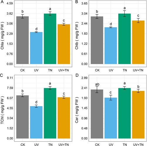 Figure 2. The individual and combined effects of TiO2 NPs and UV-B irradiation on (A) chlorophyll a (Chla), (B) chlorophyll b (Chlb), (C) total chlorophyll (TChl), and (D) carotenoids (Car) in rice seedlings. Data presented are the means ± SE (n = 8), and significant differences between the means were calculated at p ≤ 0.05 using Duncan’s multiple range test.