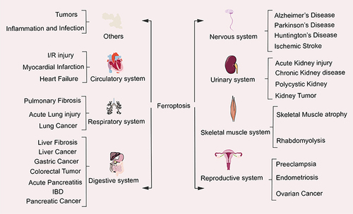 Figure 4 The relationship between ferroptosis and system diseases.